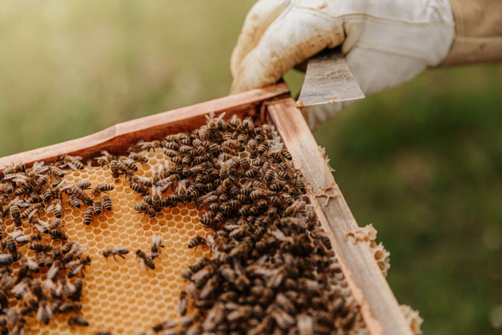 Bijenhoning slingeren met Mesut